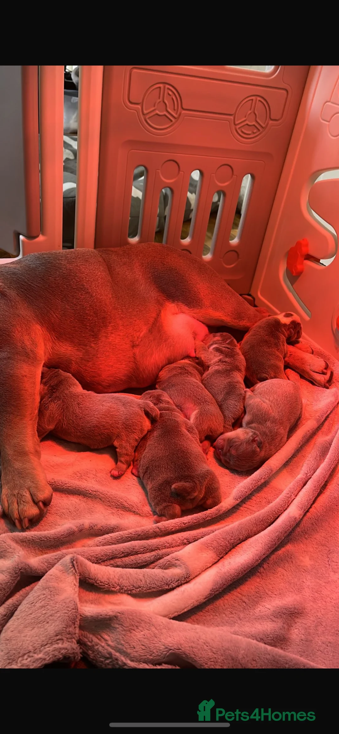 English Bulldog dogs for sale: HOGWARTS LITTER- CHUNKY LILAC BULLDOG PUPPIES 🐾  - Advert 10