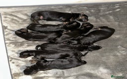 German Shepherd dogs for sale: BIG BONDED, LONG HAIRED GSD PUPPYS  - Image 3