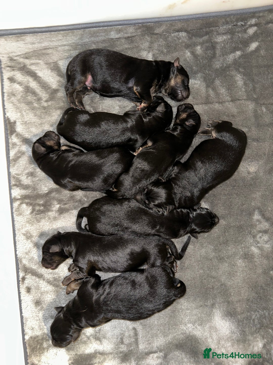 German Shepherd dogs for sale: BIG BONDED, LONG HAIRED GSD PUPPYS  - Image 3