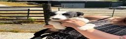 Border Collie dogs for sale: Border collie  - Advert 1