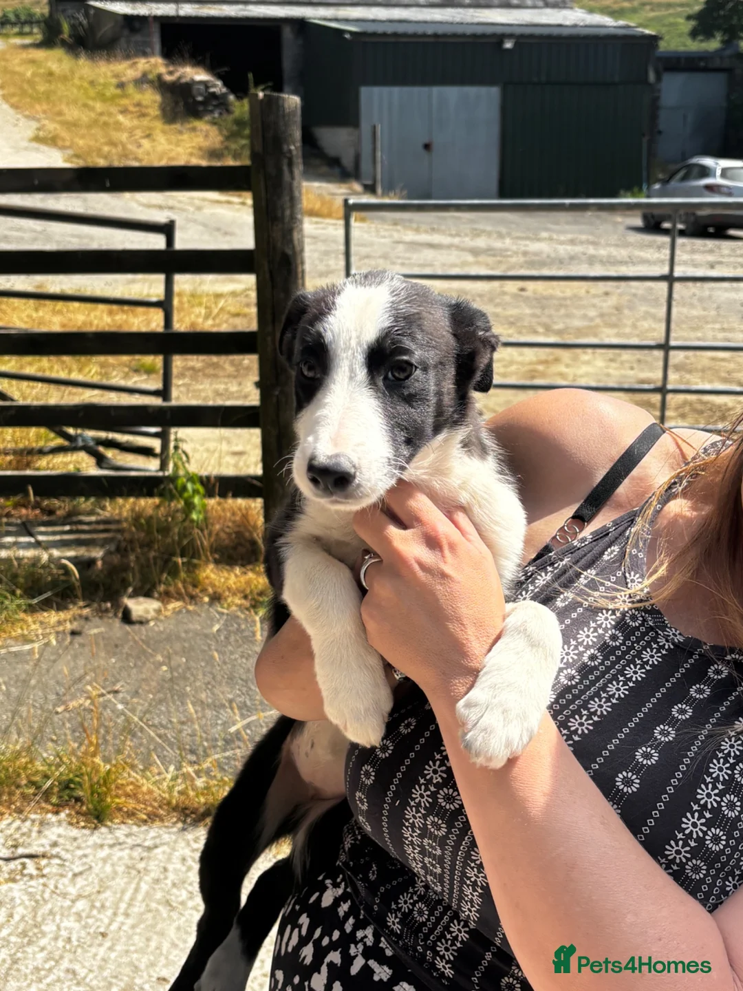 Border Collie dogs for sale: Border collie  - Advert 1