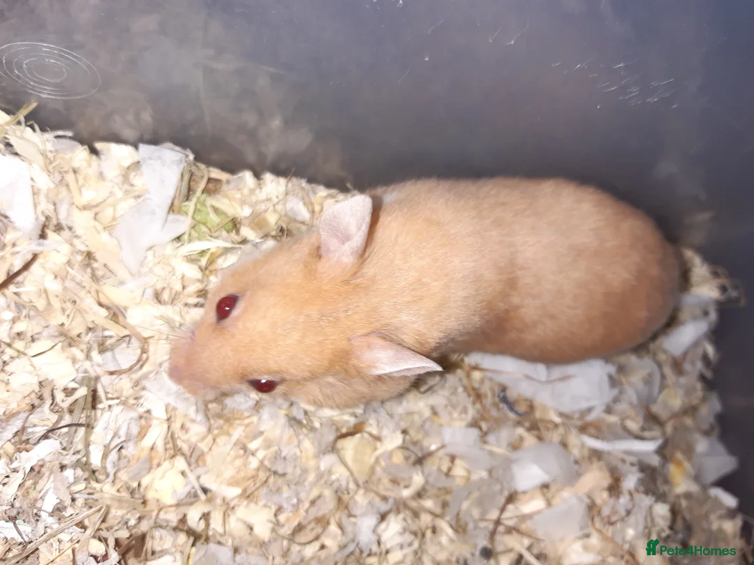 Hamster rodents for sale: Baby Syrian hamsters - Advert 14