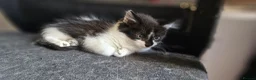 Mixed Breed cats for sale: 5 adorable kittens are ready for new homes - Advert 1
