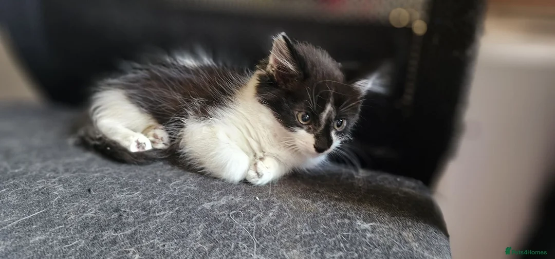 Mixed Breed cats for sale: 5 adorable kittens are ready for new homes - Advert 1