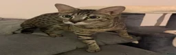 Savannah cats for sale: Gorgeous SBT female  - Advert 8