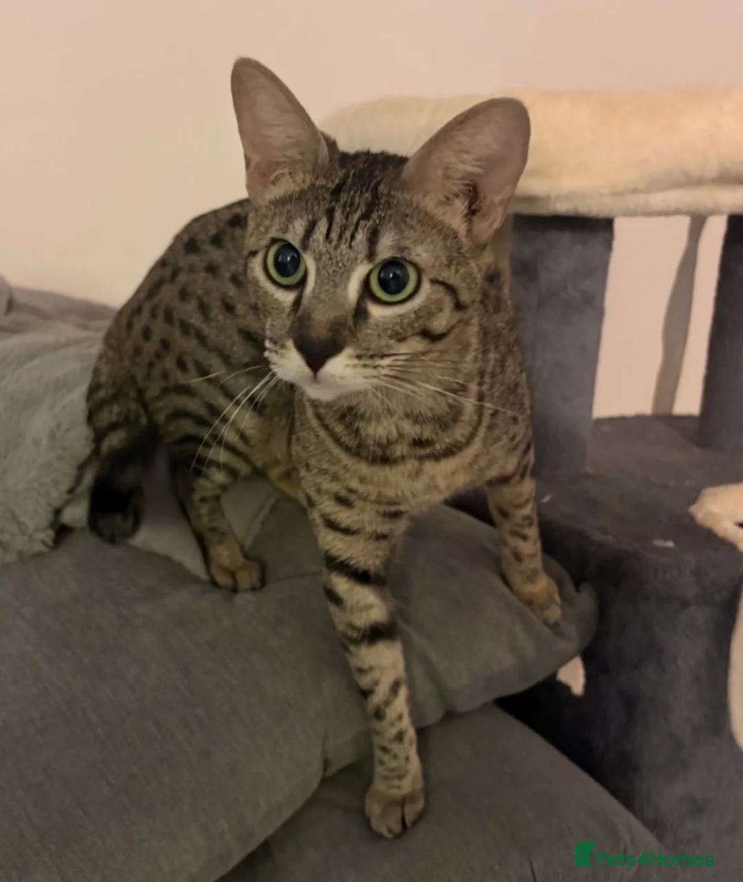 Savannah cats for sale: Gorgeous SBT female  - Advert 8