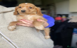 Cocker Spaniel dogs for sale: My pups🐾 fection show type cocker spaniel  - Advert 2