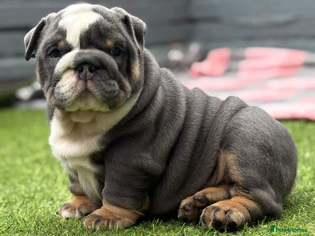 English Bulldog dogs for sale: Exceptional English Bulldog Puppies - Image 17
