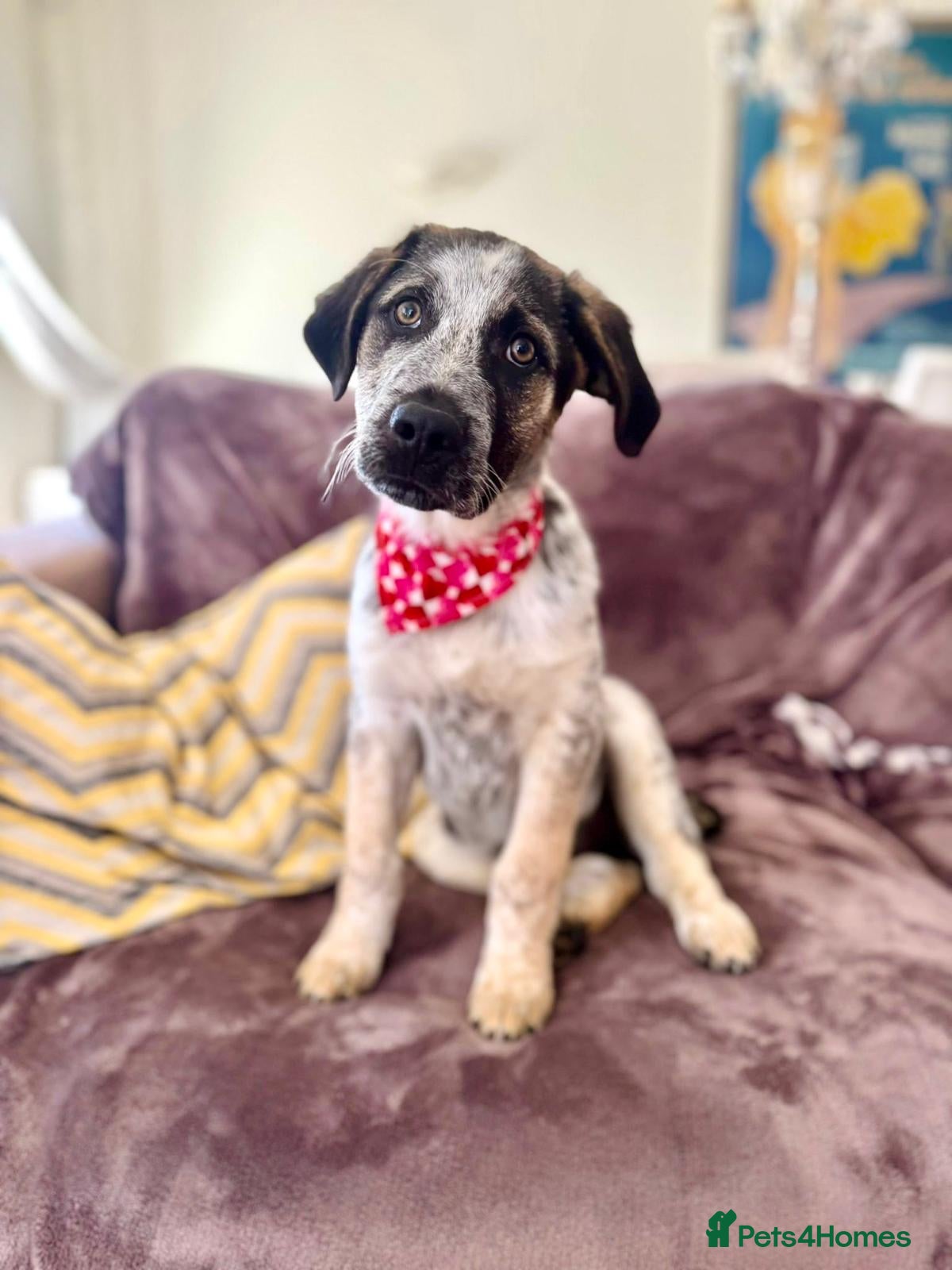 Mixed Breed dogs  Easygoing Electra - Colourful Lab type - Advert 1