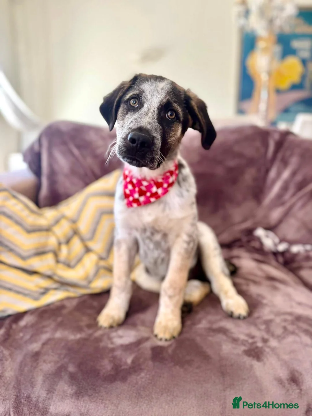 Mixed Breed dogs for adoption:  Easygoing Electra - Colourful Lab type - Advert 1