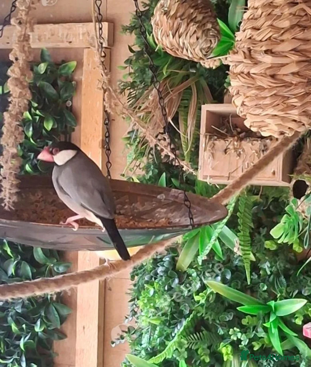 Finches birds for sale: Java finches - Advert 2