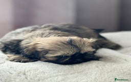 Shih Tzu dogs for sale: Shihtzu pups  - Image 14