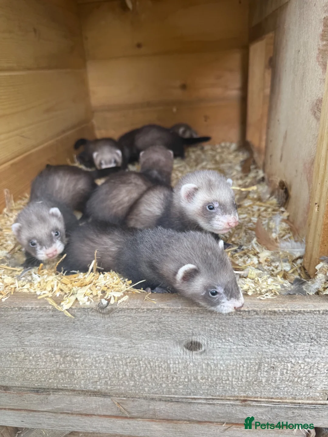 Ferret rodents for sale: Ferret kits  - Advert 2