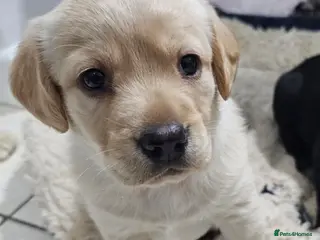 Cockerdor dogs The most loving Cockerdor Puppies ready 4th March! - Advert 9