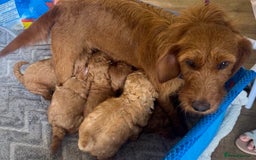 Cockapoo dogs for sale: 5* F1B Miniature Labradoodle Puppies - Image 12