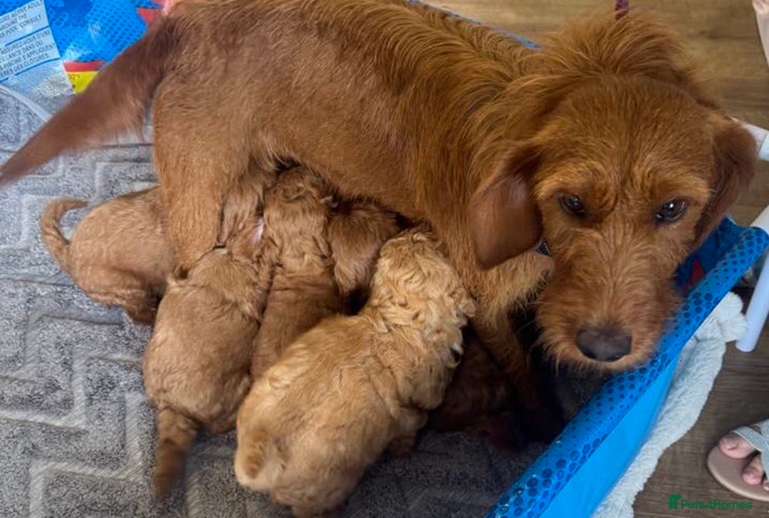 Cockapoo dogs for sale: 5* F1B Miniature Labradoodle Puppies - Image 12