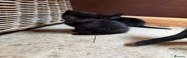 Domestic Shorthair 2
