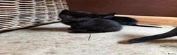Domestic Shorthair cats for sale: Farm kittens or pets  - Advert 7
