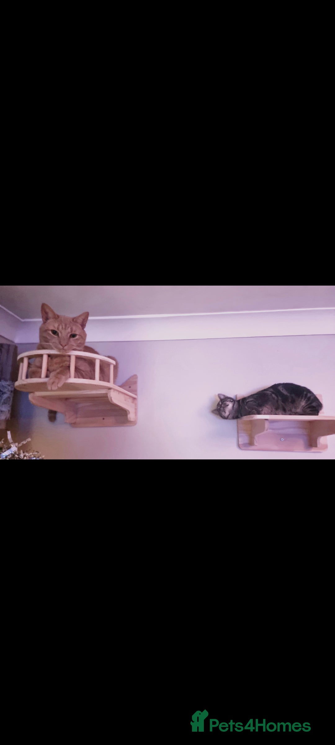 British Shorthair cats for sale: 2 loving cats in Scarborough - Image 11