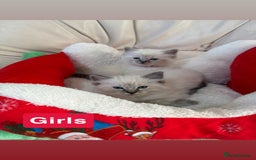 Ragdoll cats for sale: Stunning litter of ragdoll kittens  - Advert 5