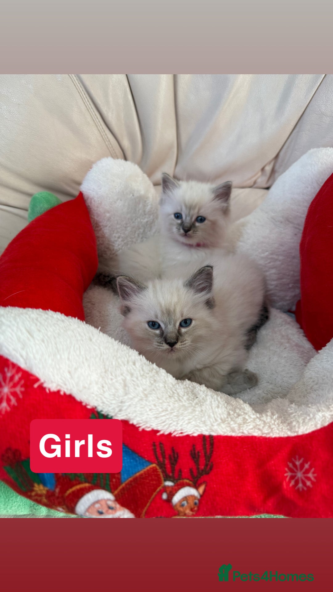 Ragdoll cats for sale: Stunning litter of ragdoll kittens  - Advert 5