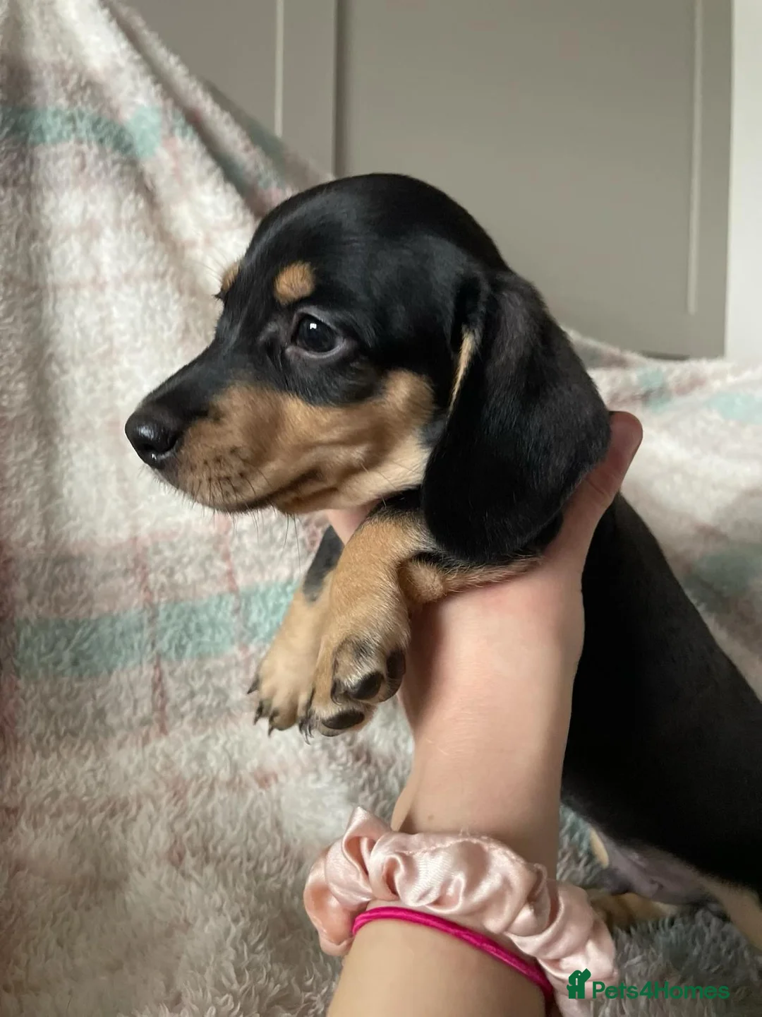 Dachshund dogs for sale: Adorable blk and tan dachshund puppies  - Advert 3