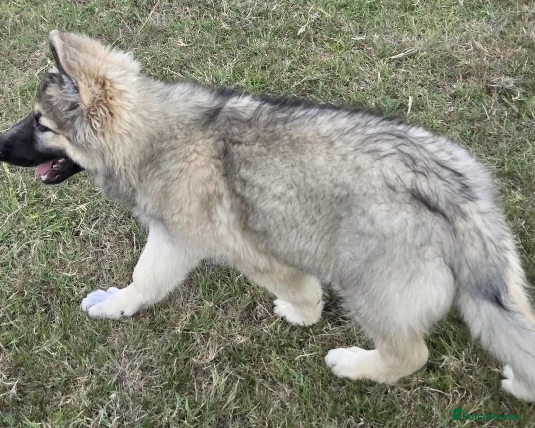 German Shepherd dogs for sale: German Shepherd Puppy 5 - Beautiful long coated  - Image 21