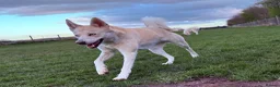 Mixed Breed dogs for sale: Waiting to Go -Stunning Husky Shepherd x Weim Boys - Advert 5
