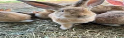 Continental Giant rabbits for sale: Middleton Meadows Giant continental Yellow Buck - Advert 4