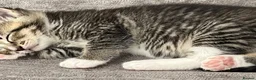 Mixed Breed cats for sale: Ready today beautiful tabbys - Advert 8