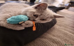 British Shorthair cats for sale: TOP💗 Quality British Shorthair 😻Kittens💋 - Image 10