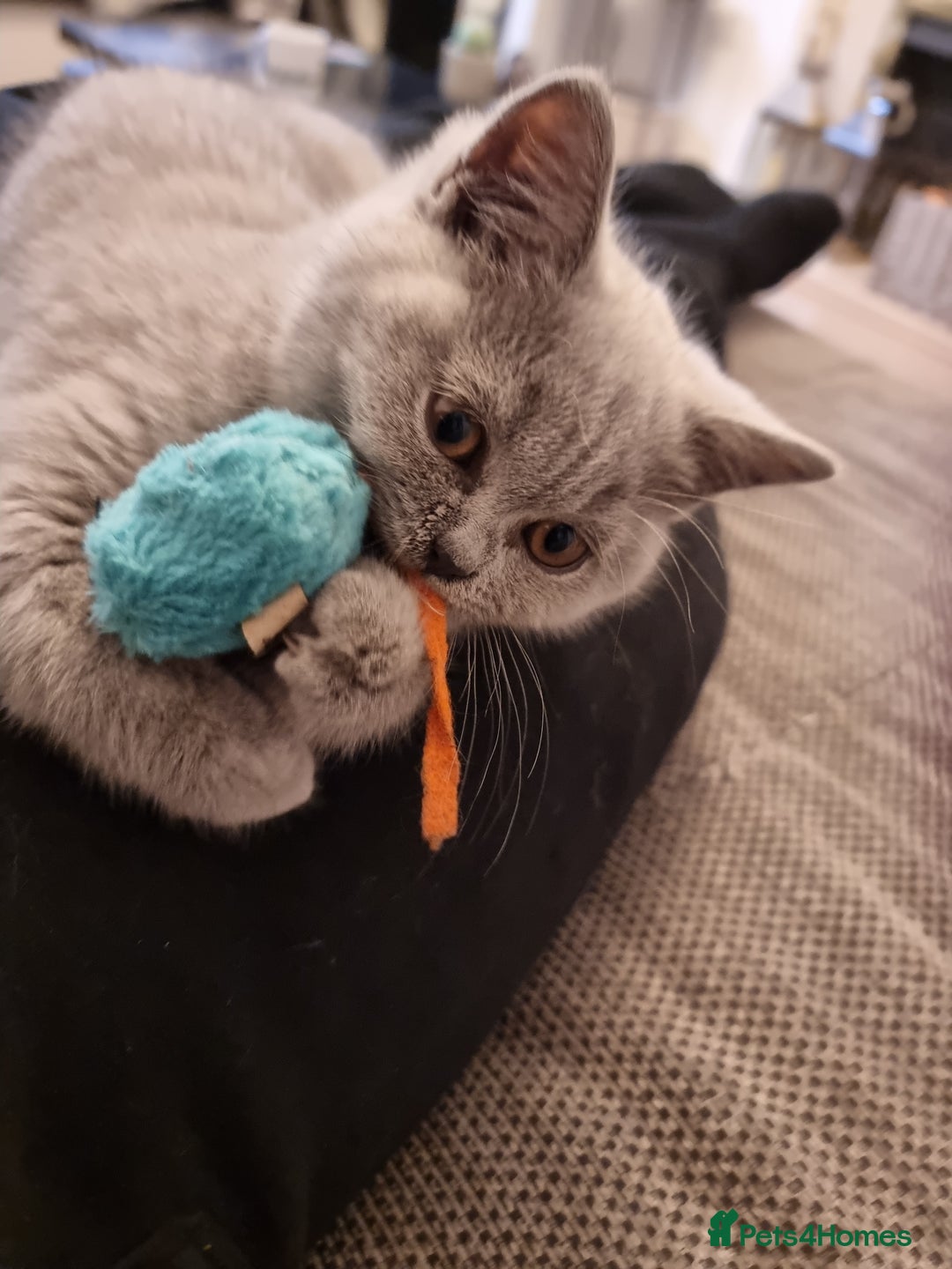 British Shorthair cats for sale: TOP💗 Quality British Shorthair 😻Kittens💋 - Image 10
