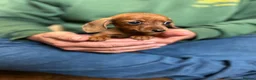 Miniature Dachshund dogs for sale: ⭐️Beautiful Kaninchen Pups READY NOW - Advert 4