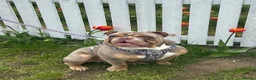 Olde English Bulldogge dogs for stud: “BIG REG” Lilac-Tri Olde English Bulldog stud  - Advert 6