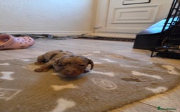 Miniature Dachshund dogs for sale: Ready to go 3/12/25 - stunning coloured Dachsunds - Image 8