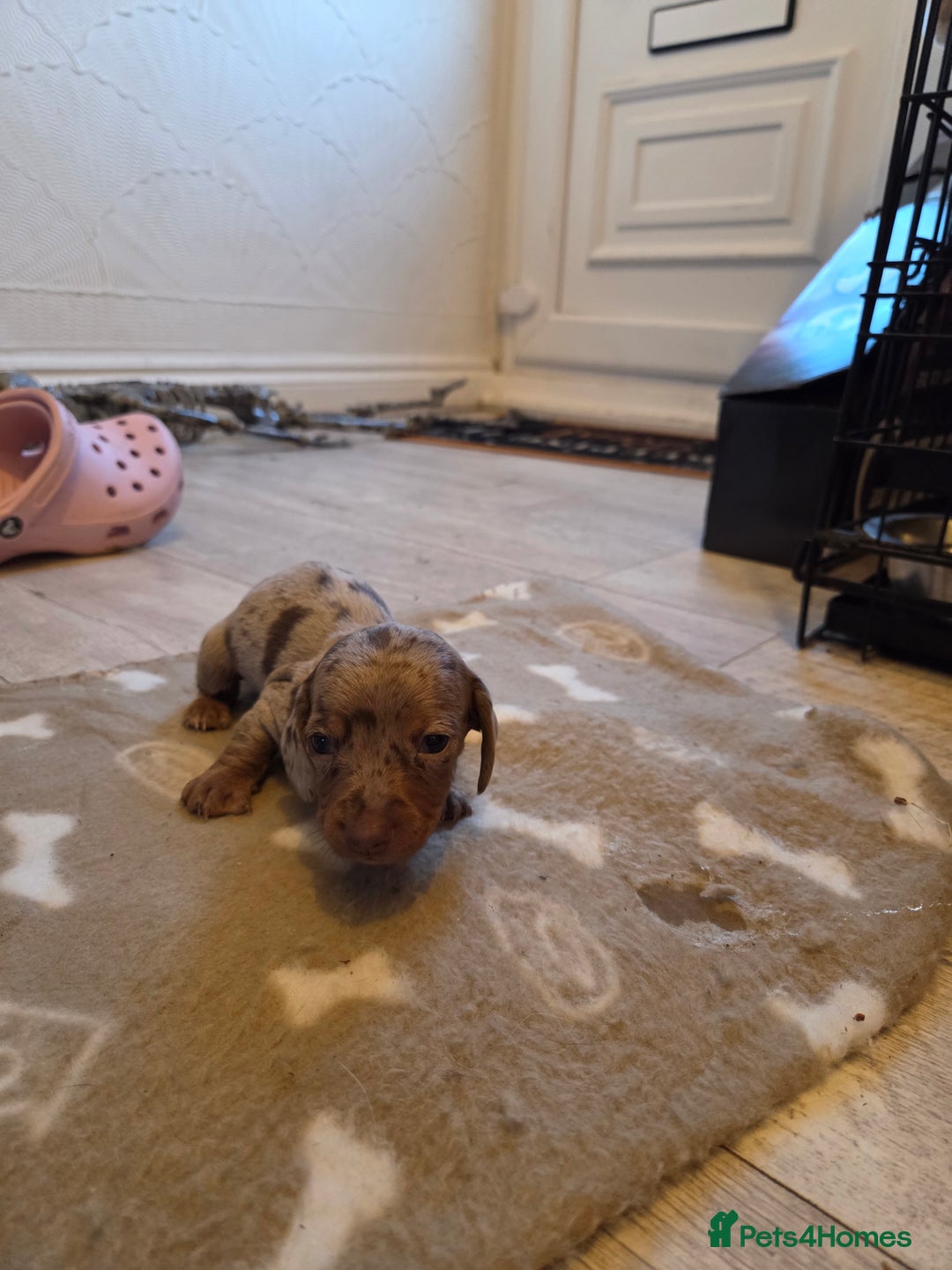 Miniature Dachshund dogs for sale: Ready to go 3/12/25 - stunning coloured Dachsunds - Image 8