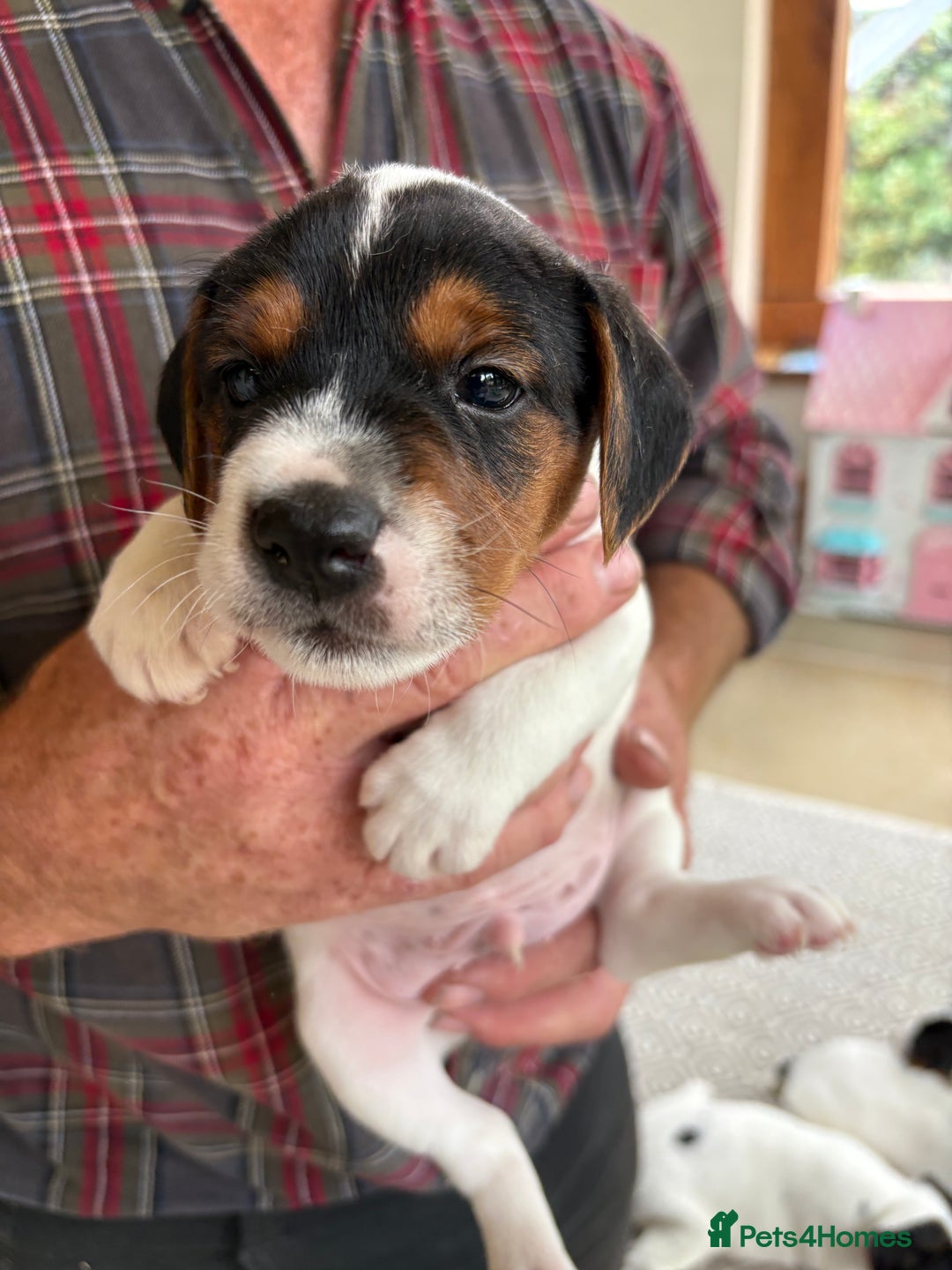 Mixed Breed dogs for sale: Jack Russell pups - Image 11