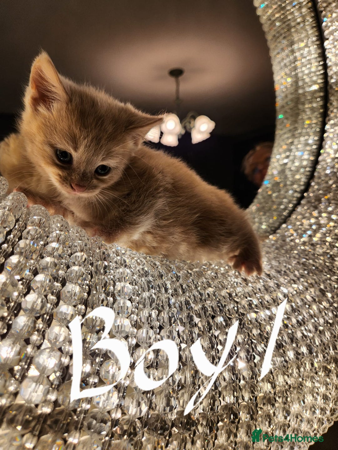 Maine Coon cats for sale: Beautiful Maine Coon kittens  - Advert 6