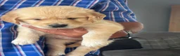 Golden Retriever dogs for sale: Gorgeous goldens - Advert 8