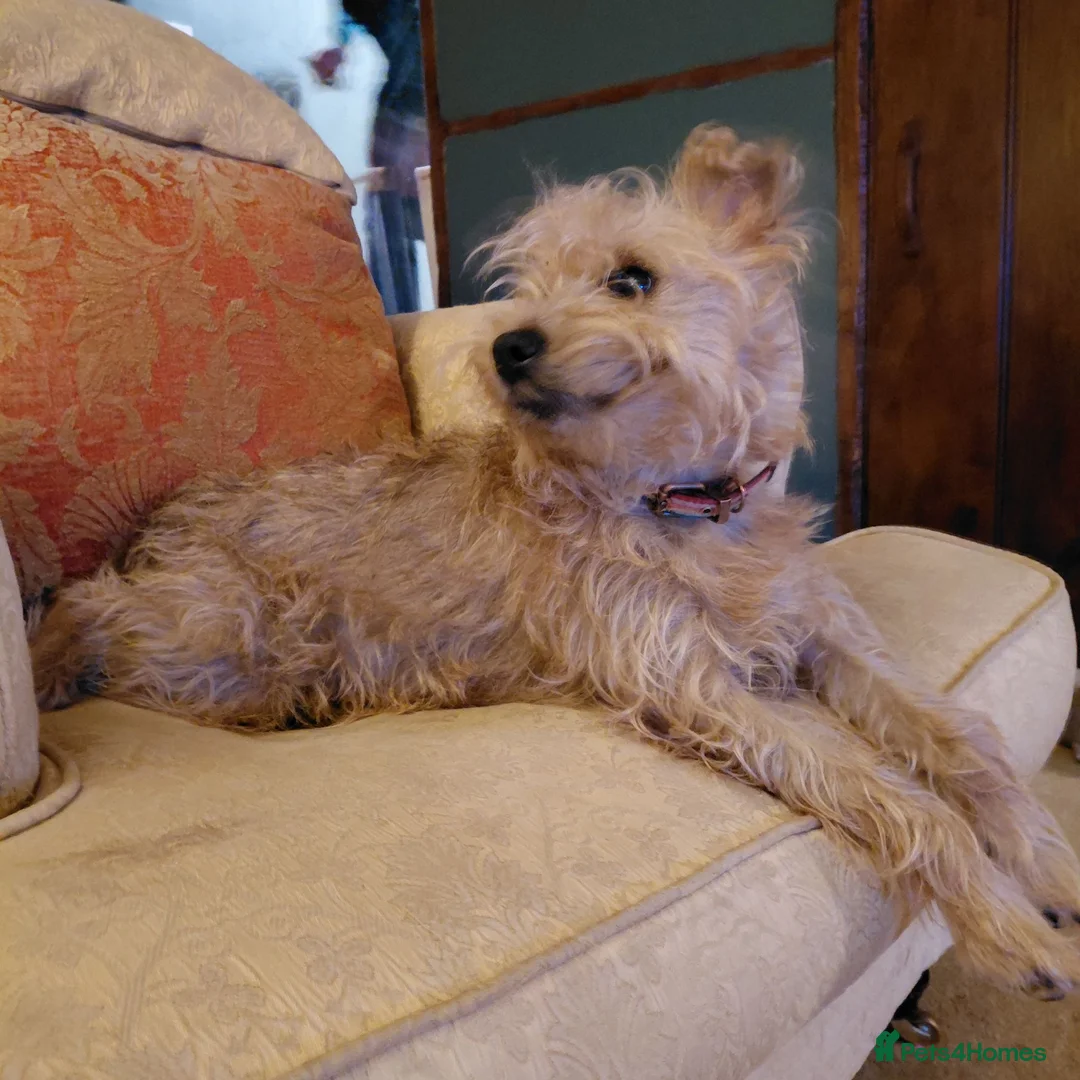 Mixed Breed dogs for stud: Nellie looking for a stud - Advert 3