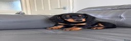 Miniature Dachshund dogs for sale: Miniature dachshund boy  - Advert 1