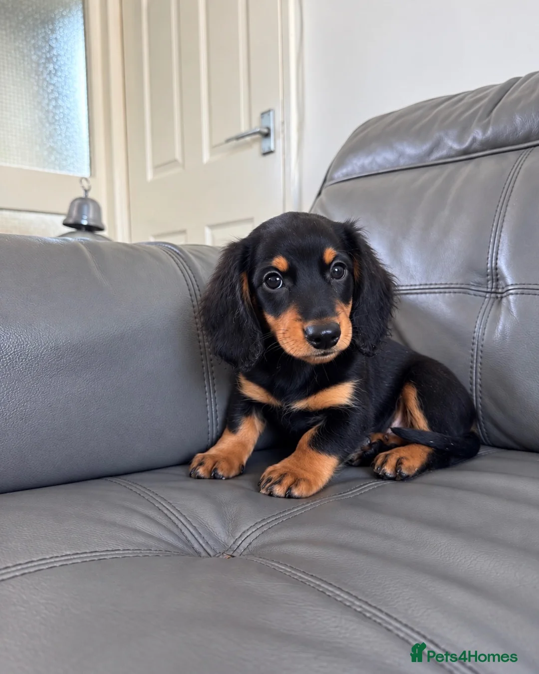 Miniature Dachshund dogs for sale: Miniature dachshund boy  - Advert 1