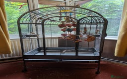 Conures birds for sale: Pineapple conures looking for new home.  - Image 4