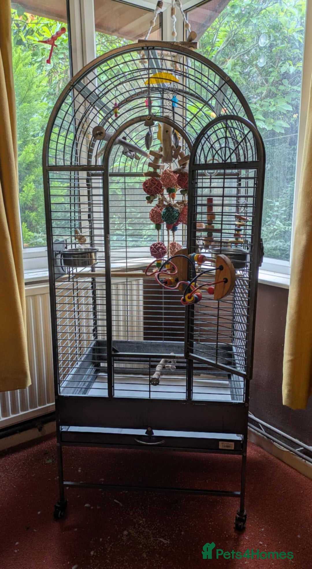 Conures birds for sale: Pineapple conures looking for new home.  - Image 4