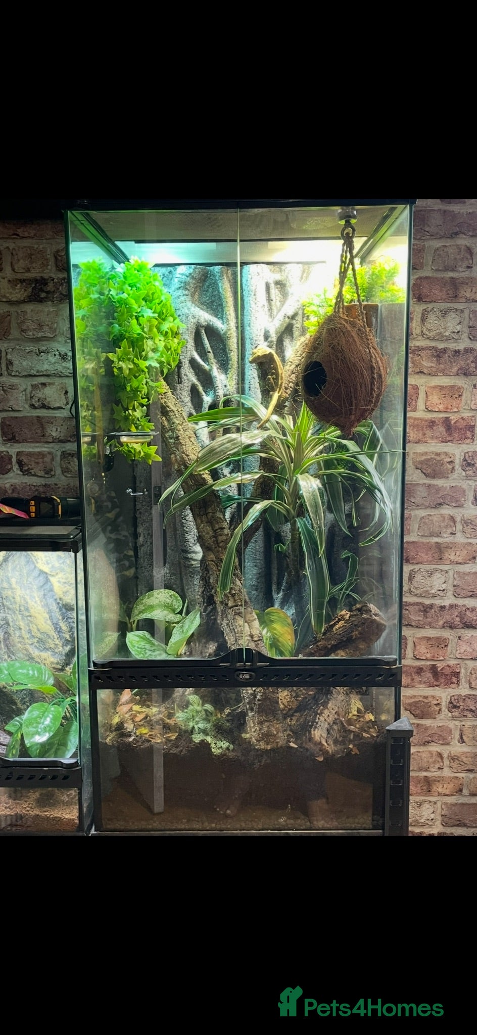 Gecko reptiles Crested Gecko pair with bio vivarium  - Advert 5