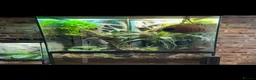 Gecko reptiles for sale: Crested Gecko pair with bio vivarium  - Advert 1