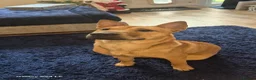 Mixed Breed dogs for sale: Mixed  in Salisbury - Advert 4