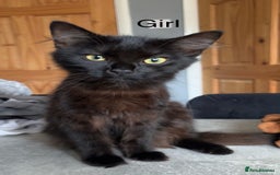 British Longhair cats for sale: Kittens for sale  - Image 5