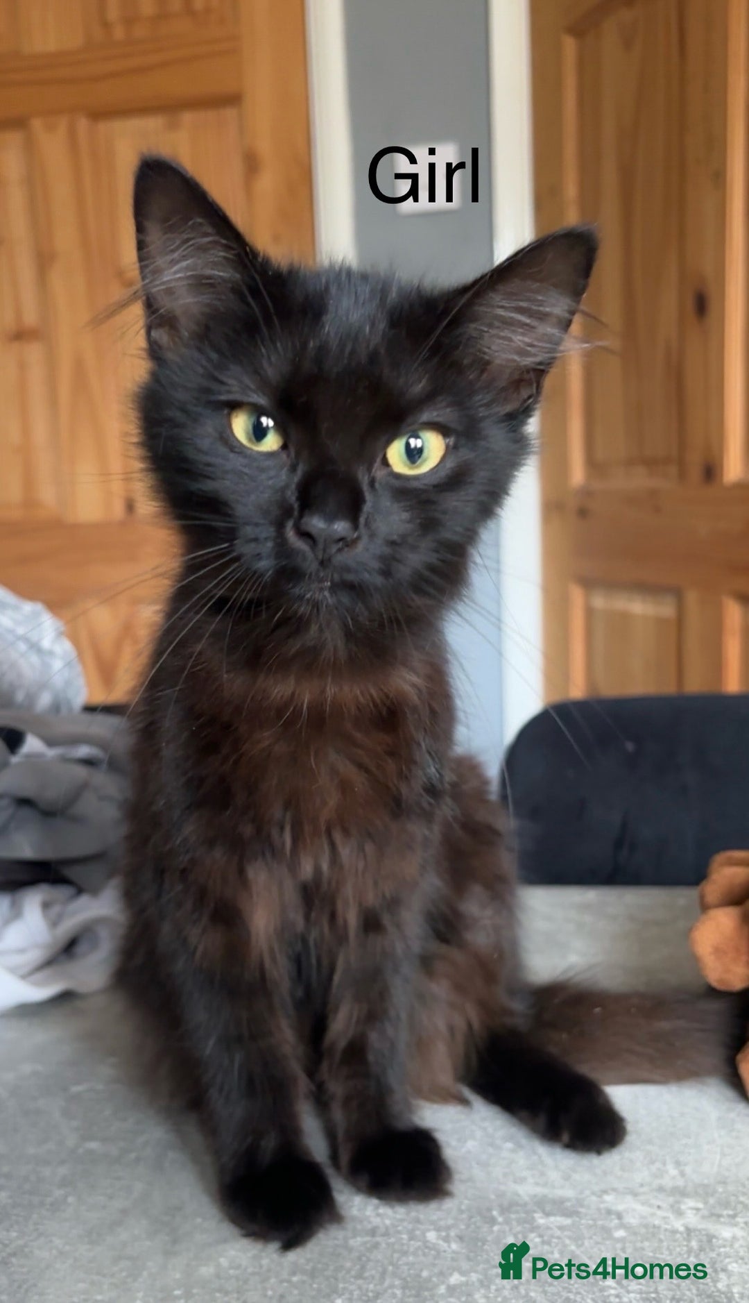 British Longhair cats for sale: Kittens for sale  - Image 5