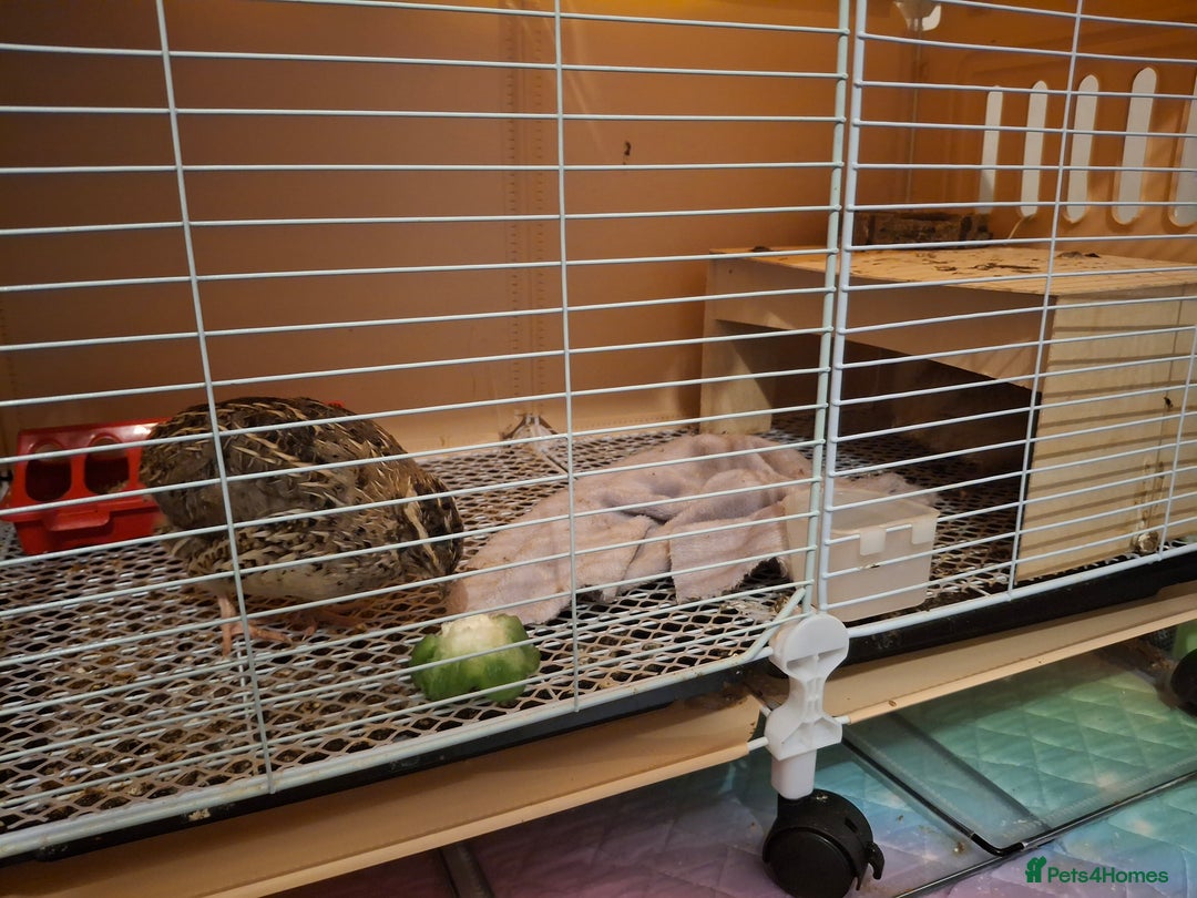 Mixed Breed birds for sale: 2 femail quails with cage - Advert 5